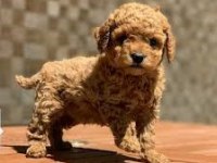 A+ kalite Toy Poodle yavrularımız 81 ile gönderilir