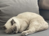BLUE POİNT UYUMLU BRİTİSH SHORTHAİR KEDİM