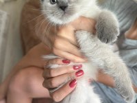 Beyaz british shorthair