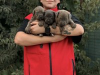 CANE CORSO KALİTE YAVRULAR AİLELERİNŞ BEKLİYOR