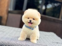 Dost canlısı Pomeranian Boo