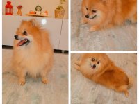 Ev ortamına alışkın çocuklarla arası çok iyi dişi pomeranian