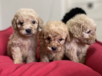 Red Brown Toy Poodle Puppıes
