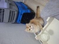 Golden ny12 erkek british longhair yavrum teslime hazır