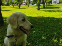 1 yaşında dişi golden retriever orijinal