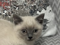 Uysal 3 Aylık British Shorthair Beyaz