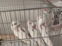 Sultan papağanı albino kırmızı göz