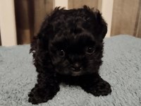 Shihpoo yavrular