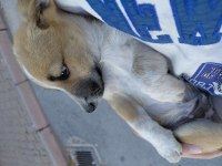 Yavru fino köpeğimi sahiplendiriyorum
