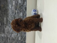 Dark Red Toy Poodle