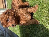A + plus korea poodle yavrular teacup boy