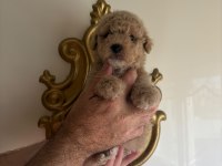 Poodle Guzellıkler