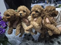 Toy poodle 1 numara