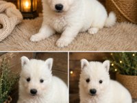 Safkan Alman Çoban Köpeği Yavruları Özel Renk