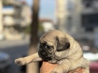 A KALİTE PUG MOPS YAVRULAR