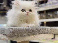 British Longhair Kedisi