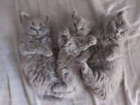 BRITISH LONGHAIR YAVRULAR