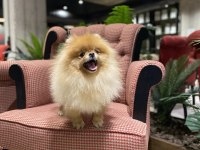 Üst Kalite Genç Yetişkin Dişi Pomeranian Boo