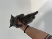 Sağlıklı WC eğitimli british shorthair