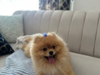 Pomeranian Boo Erkek