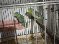Her Renk Forpus Papağanı Vardır