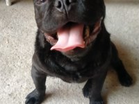 Köpeğimiz Hako Yeni Yuvasını Arıyor