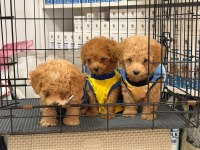 TOY POODLE YAVRULAR AŞILI SAĞLIKLI