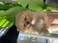 3 aylık dişi ve erkek pomeranian