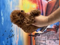 Toy poodle yavrularımız