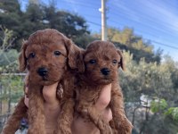DARK/RED BROWN TOY POODLE YAVRULAR