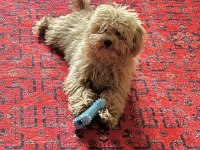 7 aylık erkek toy poodle