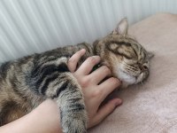 Kedimiz paşaya ömürlük sevgi dolu yuva aranıyor