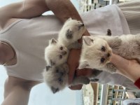 Scottish fold blue point ve scottish straight