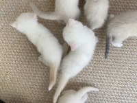 Chinchilla 5 haftalık yavru