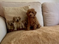 ORJİNAL TOY POODLE