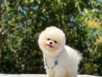 Vet Teknikerden SHOW CLASS Pomeranian YAVRULAR