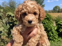 Maltipoo Biblo Mini Boy Erkek