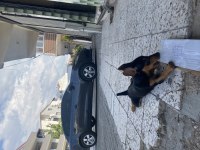 1 numara safkan pinscher 5 aylık