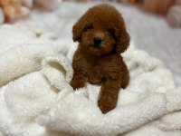 Küçük Boy Kore Poodle Köpeklerimiz