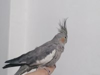 1 tane ele alışkın Sultan papağanı