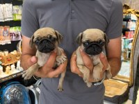 Biblo Pug Prensesler