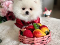 TEACUP AYICIK POMERANİAN