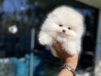 Pomeranian yavrularımız