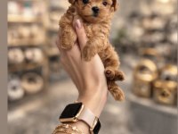Kore Maltipoo