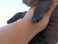 Oyuncu yavrular scottish fold
