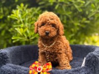 Safkan Toy Poodle Yavrularımız
