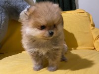 Minik ama sevgi dolu pomeranian