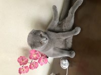 Erkek scottish fold kedimi sahiplendireceğim