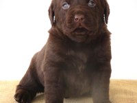 KIF Şecereli Çikolata Labrador Yavrular