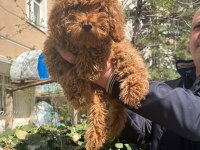 Toy Poodle Türkiye Starı